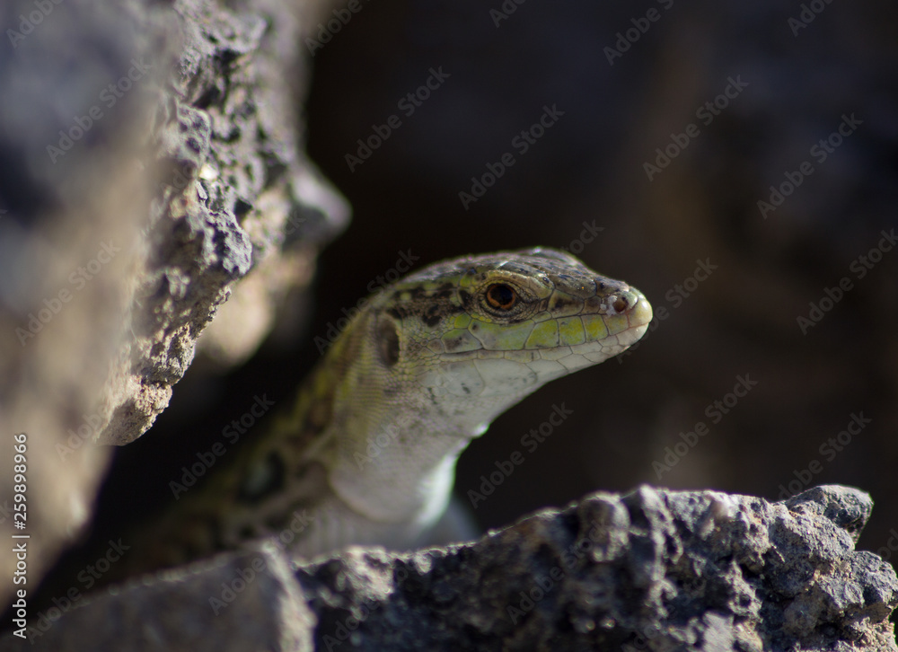 Naklejka premium Snake in nature habit , Dangerous snake looking