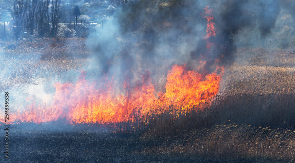 Raging forest spring fires. Burning dry grass, reed along lake. Grass is burning in meadow. Ecological catastrophy. Fire and smoke destroy all life. Firefighters extinguish Big fire. Lot of smoke