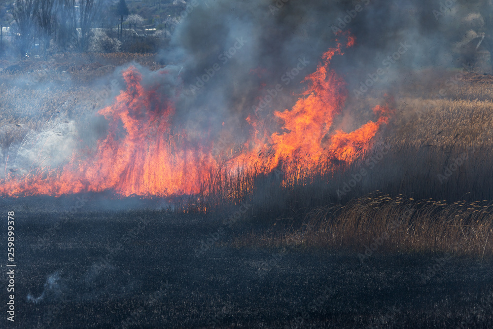 Raging forest spring fires. Burning dry grass, reed along lake. Grass is burning in meadow. Ecological catastrophy. Fire and smoke destroy all life. Firefighters extinguish Big fire. Lot of smoke Raging forest spring fires. Burning dry grass, reed along lake. Grass is burning in meadow. Ecological catastrophy. Fire and smoke destroy all life. Firefighters extinguish Big fire. Lot of smoke