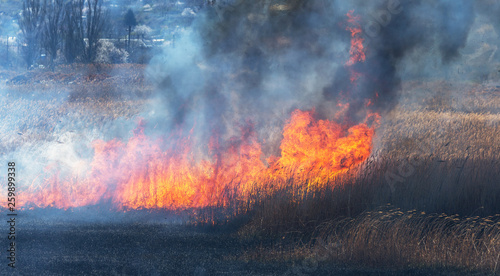 Raging forest spring fires. Burning dry grass, reed along lake. Grass is burning in meadow. Ecological catastrophy. Fire and smoke destroy all life. Firefighters extinguish Big fire. Lot of smoke © Aleksandr Lesik