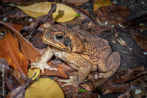 Cane toad in tropical rain forest, Queensland, Australia