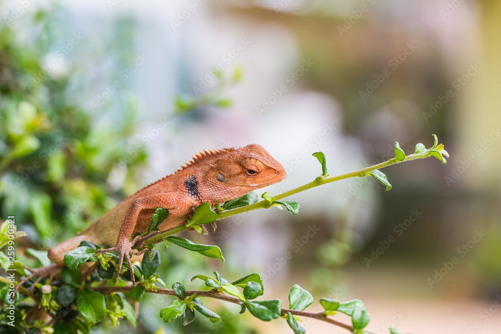 chameleon in green bushes