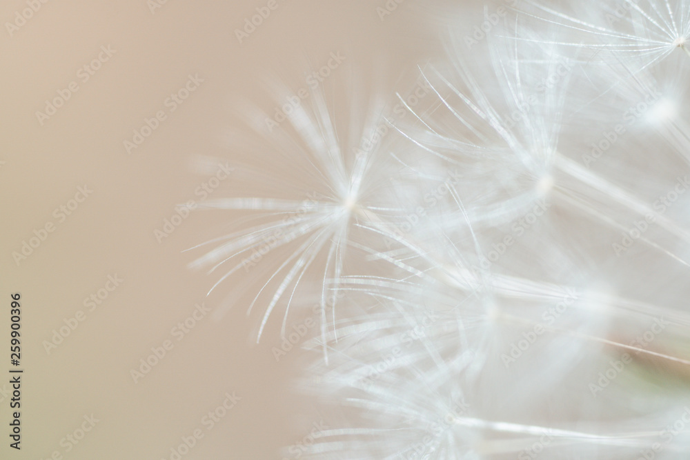 Naklejka premium タンポポ