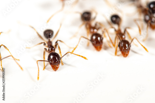Pheidole megacephala, coastal brown ants are common kitchen pests in the tropics. Isolated on a white background. © peter