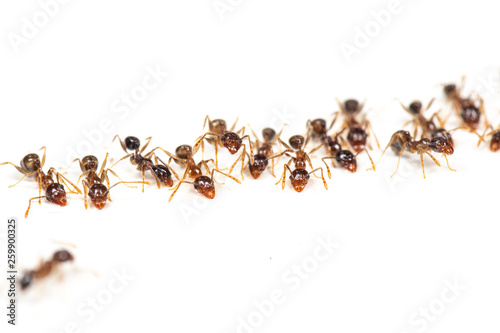Pheidole megacephala, coastal brown ants are common kitchen pests in the tropics. Isolated on a white background. © peter