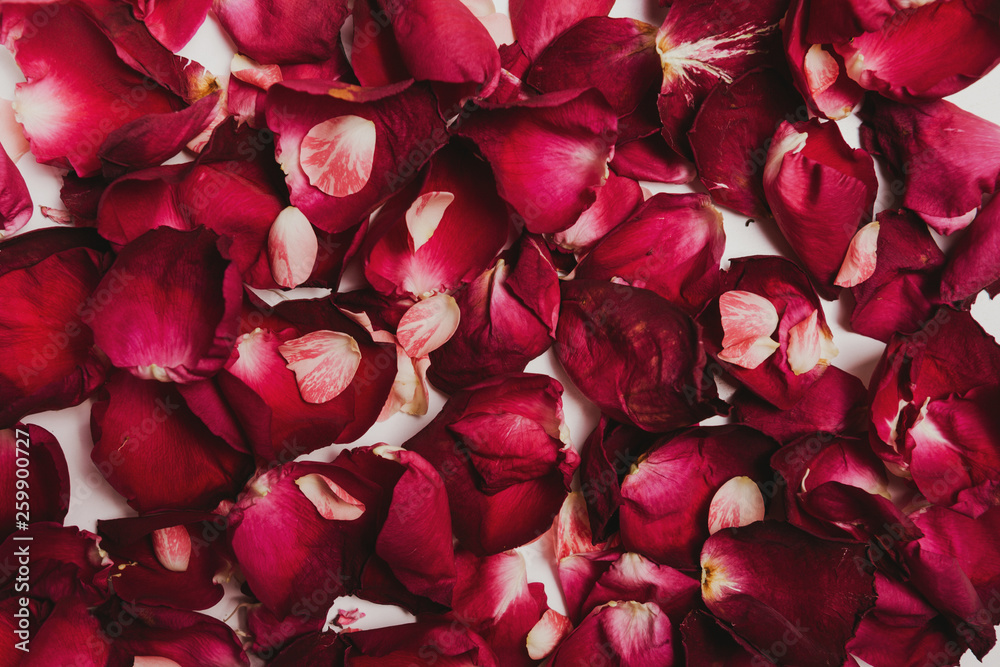 Background of petals of red roses with toning, flat, top view Background of petals of red roses with toning, flat, top view