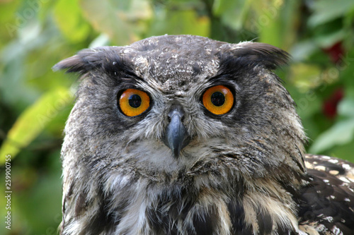 Eagle owl looking at the camera