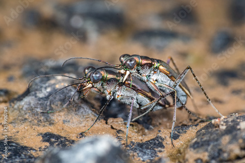 Metallic Tiger beetles (Cicindellidae) mating, Queensland, Australia