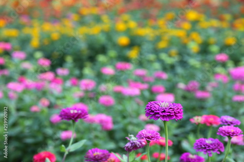 Colorful zinnia in spring season for indoor decoration and flower arrangement