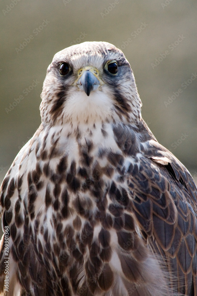 Portrait of a buzzard Portrait of a buzzard