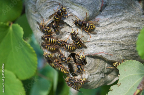 wasps nests in tree