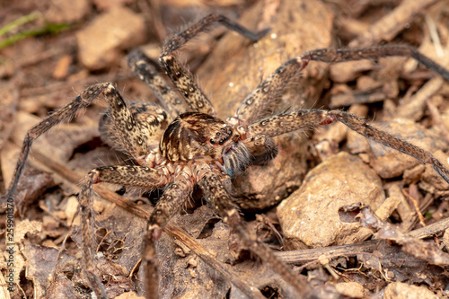 Macro of large Australian huntsman spider, spassaridae, in tropical rainforest