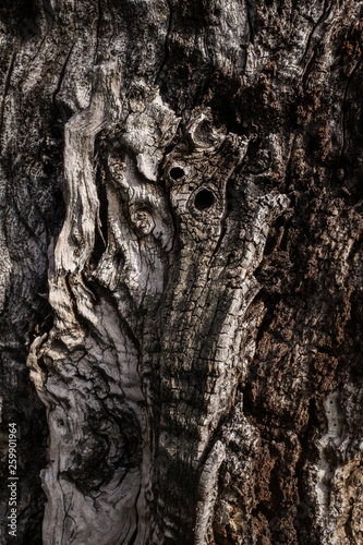 DEAD HOLM OAK TEXTURE © JAVIER LARRAONDO