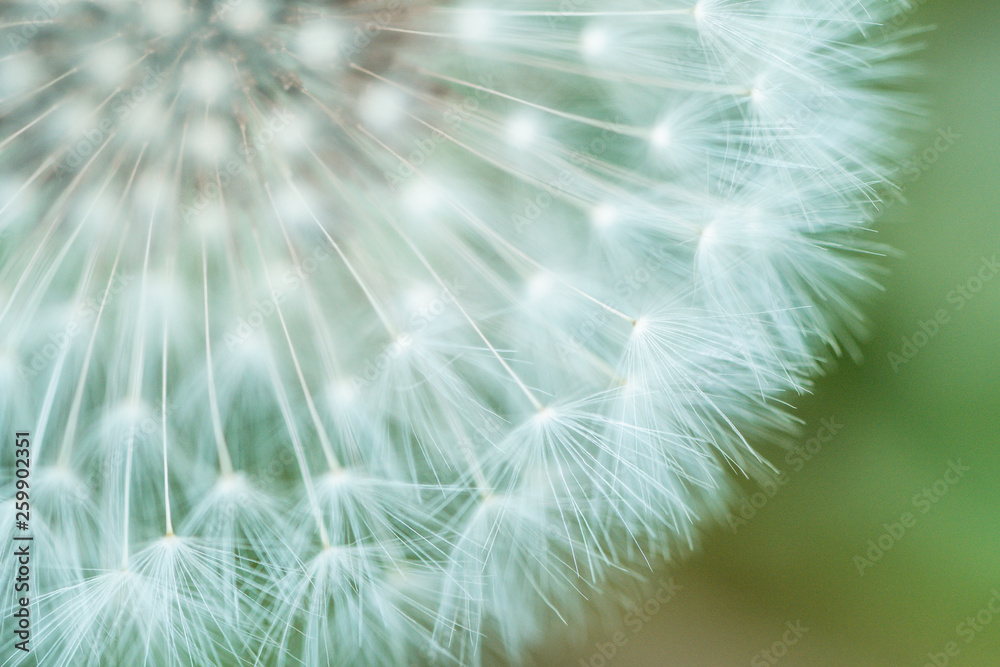 Fototapeta premium タンポポ