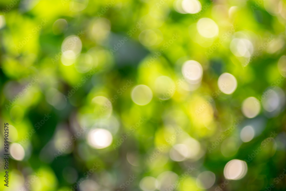 Fototapeta premium Nature green bokeh background