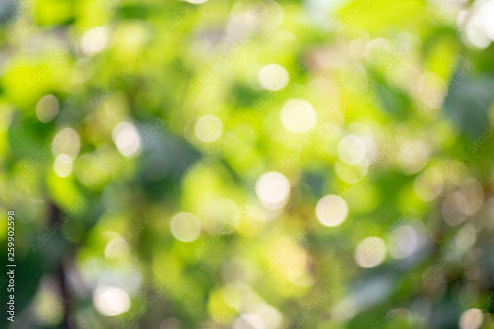 Fototapeta premium Nature green bokeh background