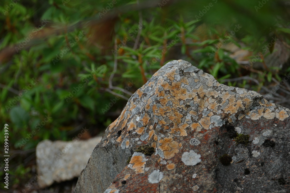 Rock stone overgrown with moss on the background of rhododendron plants Rock stone overgrown with moss on the background of rhododendron plants