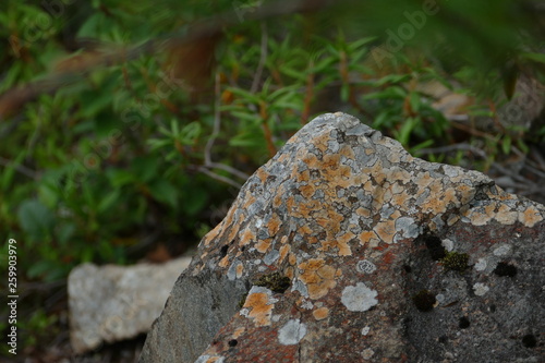 Rock stone overgrown with moss on the background of rhododendron plants