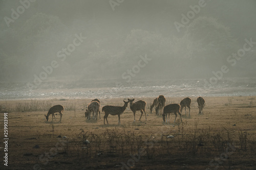 Herd of red deer on the misty field in the morning photo