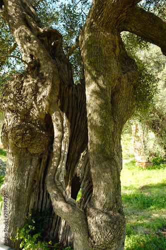 Sehr alte Olivenbäume in einer Plantage - Bäume mit Gesicht
