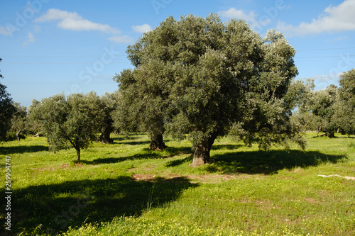 Olivenplantage am Mittelmeer mit blühender Frühlingswiese