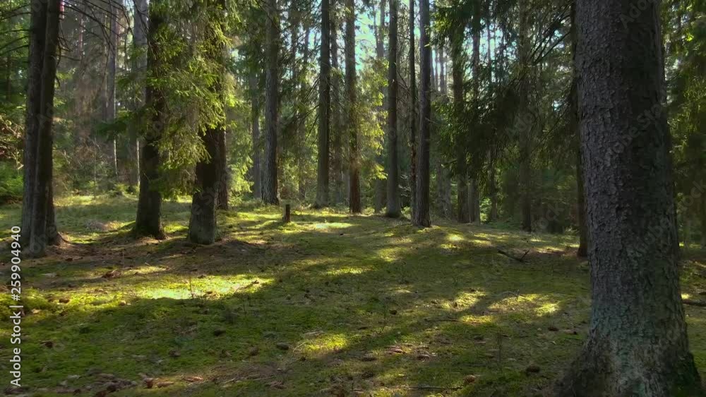 Wild pine forest with green moss under the trees. Moving between trees in beautiful sunny day. Wild pine forest with green moss under the trees. Moving between trees in beautiful sunny day.
