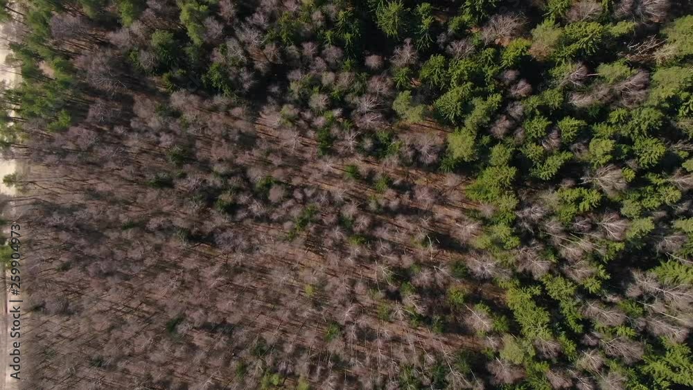 Drone flight over fall forest . Spring leaves and trees. Drone flight over fall forest . Spring leaves and trees.