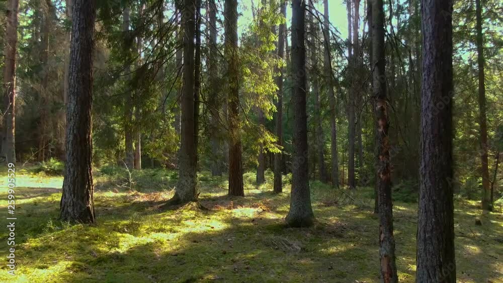 Wild pine forest with green moss under the trees. Moving between trees in beautiful sunny day. Wild pine forest with green moss under the trees. Moving between trees in beautiful sunny day.