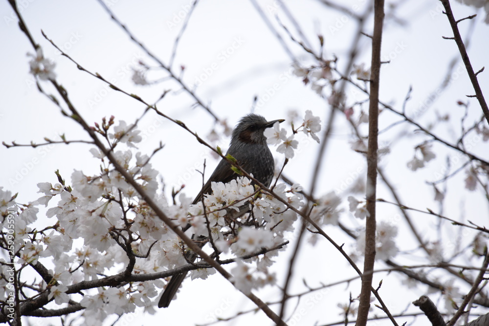 桜と鳥 桜と鳥