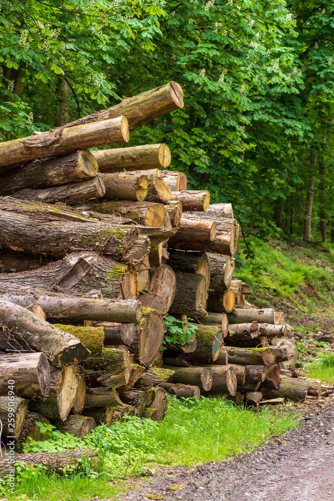 Messy stacked tree trunks in the forest Messy stacked tree trunks in the forest