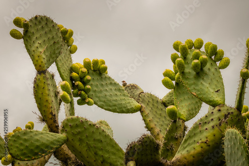 Nopal Kaktus mit vielen Feigen in Mexiko  photo