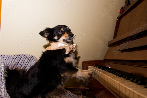 Cute funny dog playing the piano