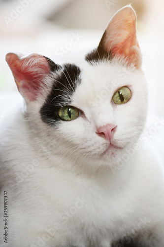 Cute white and black cat sitting enjoy on the terrace