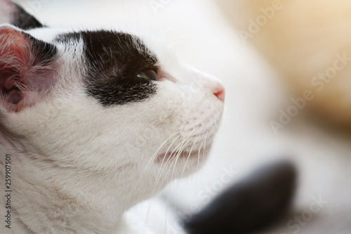 Cute white and black cat sitting enjoy on the terrace © cocorattanakorn