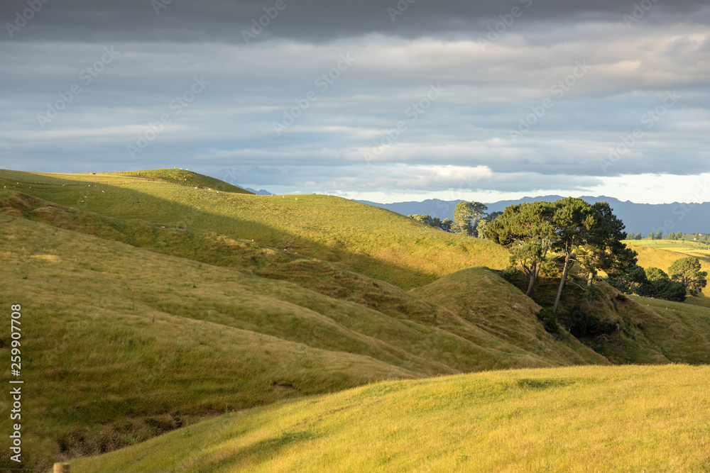 typical rural landscape in New Zealand