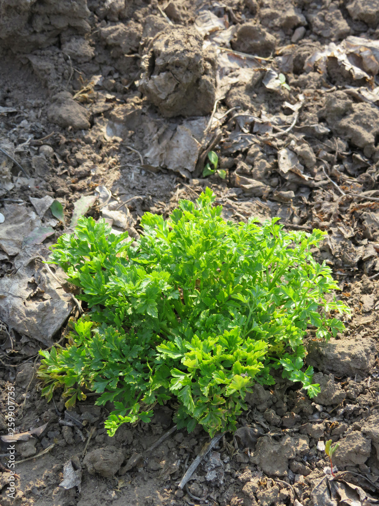 Parsley sprouts and last year’s leaves on a sunny day Parsley sprouts and last year’s leaves on a sunny day