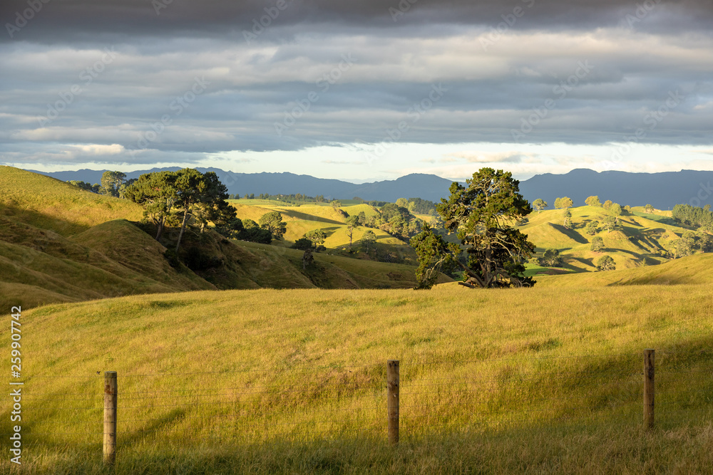 Fototapeta premium typical rural landscape in New Zealand