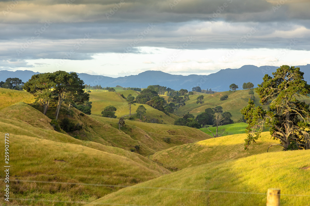 typical rural landscape in New Zealand typical rural landscape in New Zealand