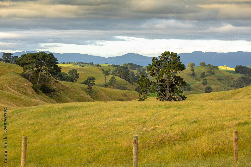 Fototapeta premium typical rural landscape in New Zealand