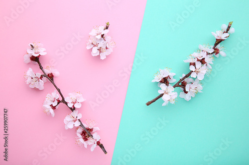 Spring blooming branches on a colorful background.