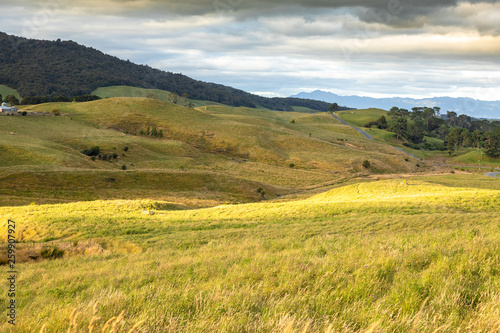 typical rural landscape in New Zealand