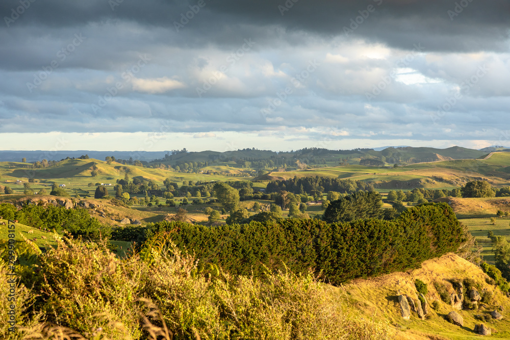 Fototapeta typowy wiejski krajobraz w Nowej Zelandii