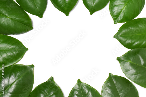 Green leaf on isolate white background with clipping path