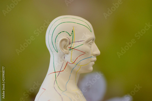 Foto tcm acupuncture puppet detail meridian green background