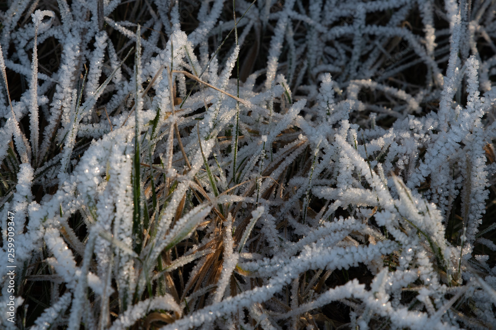 Blades of grass covered with ice crystals lit by the sun, shallow depth of field Blades of grass covered with ice crystals lit by the sun, shallow depth of field