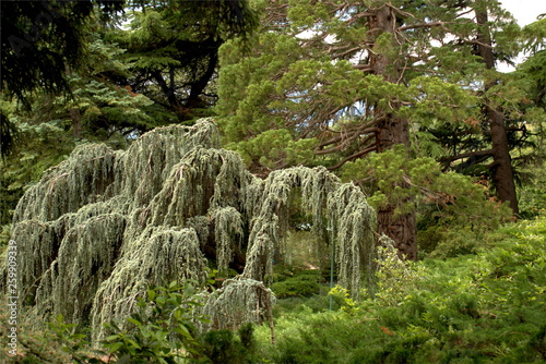 different trees in the Park