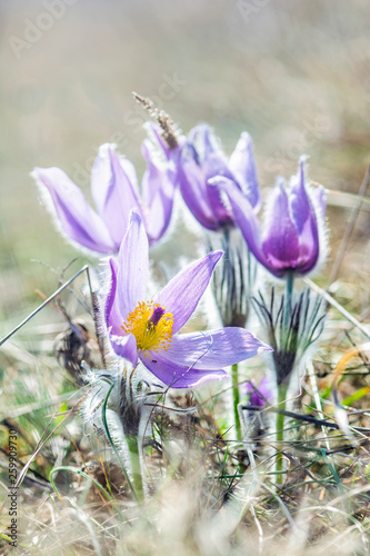 Greater Pasque Flower - Pulsatilla grandis, Nitra, Slovakia photo