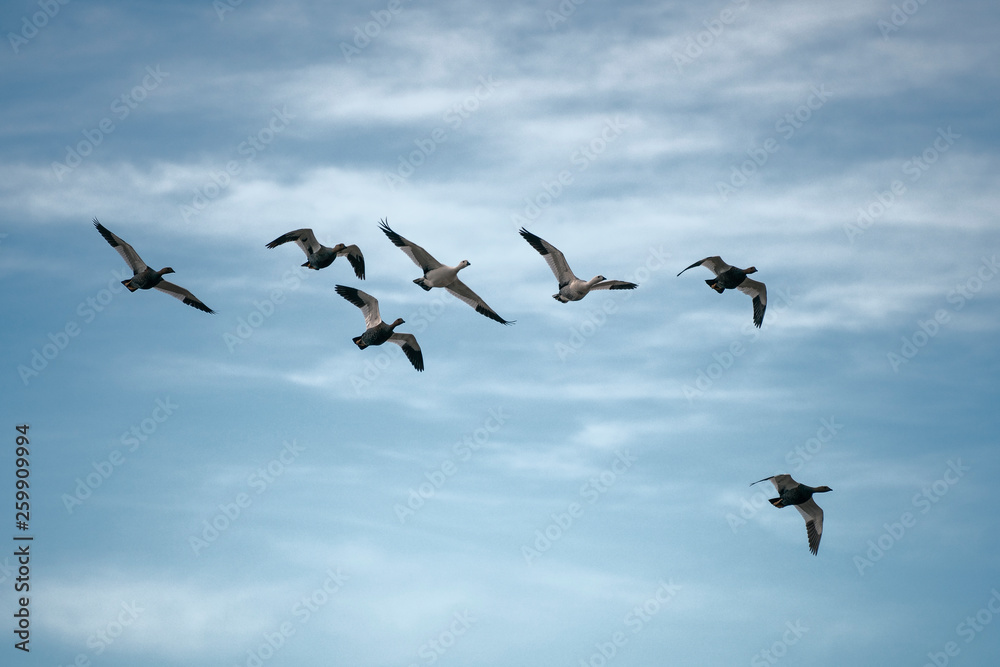 seven geese in formation flight