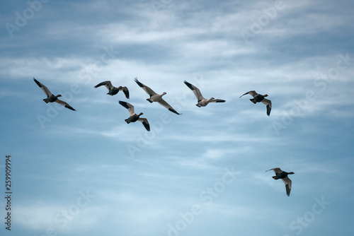 seven geese in formation flight © Marc