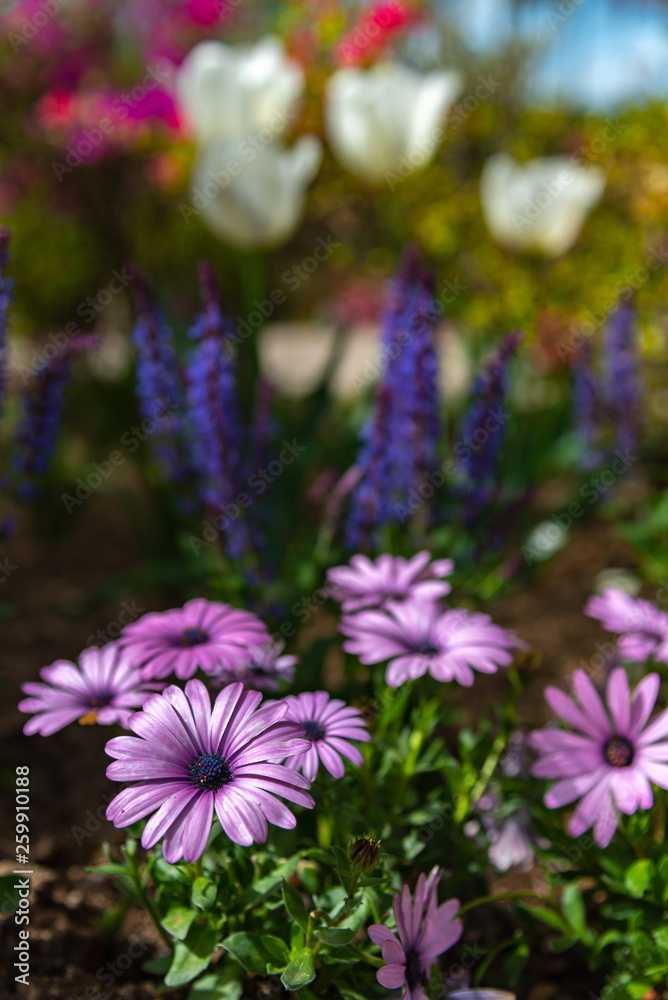 Close-up beautiful full bloom of pink purple white chrysanthemum on green background in springtime sunny day. Close-up beautiful full bloom of pink purple white chrysanthemum on green background in springtime sunny day.